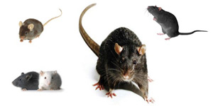 Target Pest Management Company|Pest Info