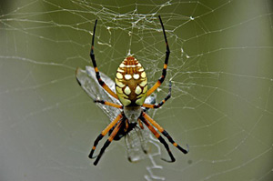 Target Pest Management Company|Pest Info